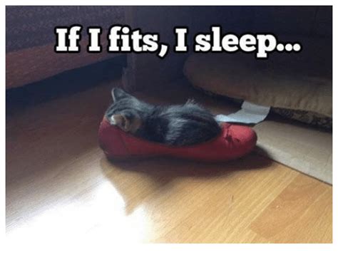 If I Fits I Sleep Grumpy Cat Meme On Sizzle