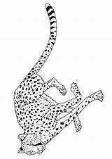 Cheetah Coloring Pages Running Fast Parentune Worksheets Printable sketch template