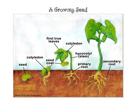 grade science   parts   seed  growing plant