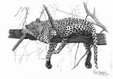 Onca Panthera Crowder Eduardo Jaguar sketch template