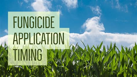 Fungicide Application Timing Youtube