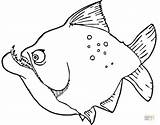 Piranha Coloring Pages Printable Fish Piranhas Color Drawing Designlooter 97kb 591px Popular sketch template