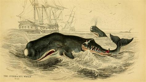 How Realistic Are The Vengeful Whales Of “moby Dick” And “in The Heart
