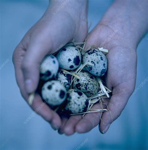 Quail Eggs Stock Image F001 0521 Science Photo Library