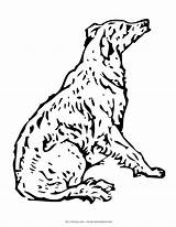 Labrador Getdrawings sketch template