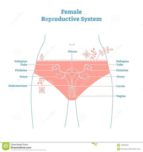 artistic style female reproductive system vector illustration