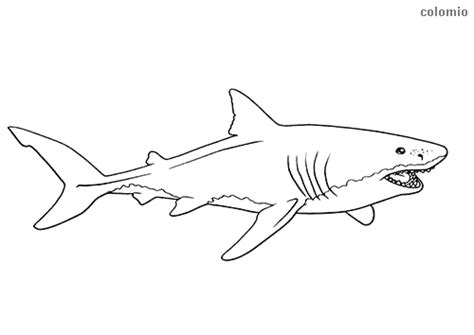 sharks coloring pages  printable shark coloring sheets