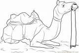 Camel Coloring Coloringpages101 Camels sketch template