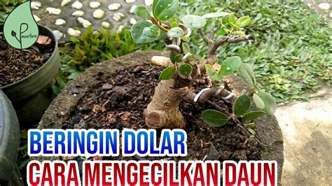mengecilkan daun bonsai beringin dolar   youtube