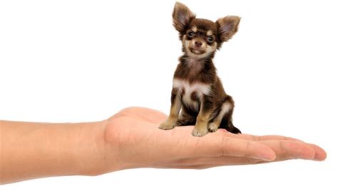 top  smallest dogs   world topsee wwwvrogueco