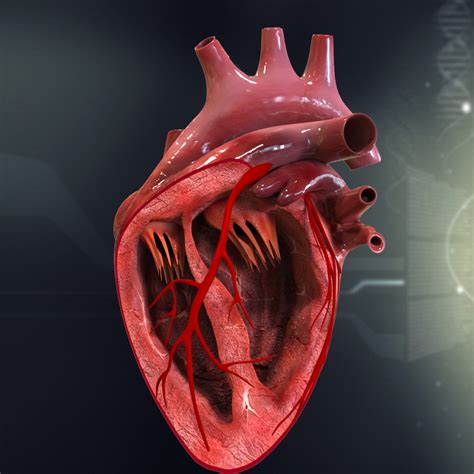 human heart cutaway anatomy  model