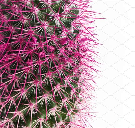detail  cactus  pink spines high quality arts entertainment