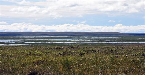 vegetation beeinflusst erwaermung der arktis wissenschaftde