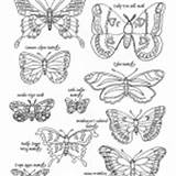 Coloring Butterflies Animals Moths Invertebrate Category sketch template
