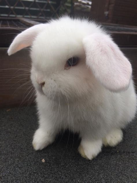 baby mini lop eared rabbits  sale ready