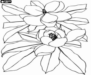 magnolia flowers coloring page printable game