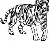 Tiger Coloring Pages Look Wecoloringpage sketch template