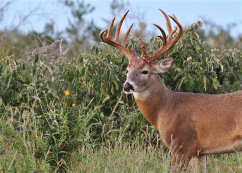 south texas whitetail deer hunting packages  trophy buck pricelist