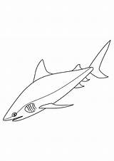 Shark Coloringonly sketch template