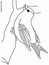Coloring Pages Goldfinch Animals American Meadowlark Western Drawing Template Popular sketch template