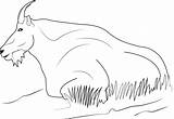 Goat Coloring Pages Mountain Relaxing Walking Coloringpages101 Categories Coloringonly sketch template