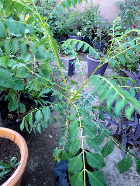 grow curry leaves  container growing curry leaf plants