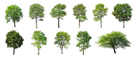 types  trees explore  fascinating details names