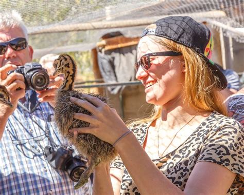 fun farm tours in oudtshoorn highgate ostrich show farm