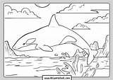 Orca Whale sketch template