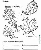 Coloring Leaf Leaves Pages Printable Tree Arbor Print Color Kids Trees Types Colouring Fall Sheets Sheet Printables Large Identification Worksheets sketch template