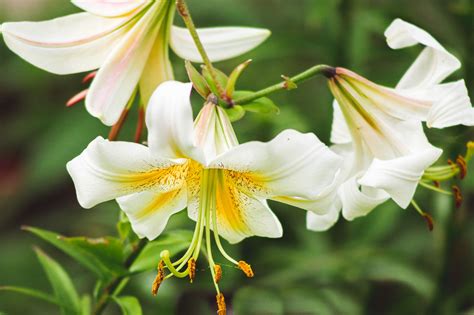 recommended lily varieties   garden
