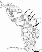 Shrimp Mantis Coloring Predator Drawing Drawings Designlooter Figure Getdrawings 1028 1280px 59kb Mechanics Strike Ambush Spearing Experimental Biology Journal sketch template