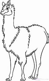 Llama Coloring Lama Pages Cute Drawing Cartoon Line Colouring Printable Color Getcolorings Clipartmag Paintingvalley Template Print 46kb sketch template