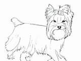 Terrier Yorkshire Coloring Pages Getcolorings Getdrawings sketch template