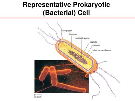 ppt prokaryotic vs eukaryotic cells powerpoint presentation free