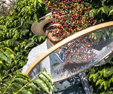 Durante 2018 La Producción De Café Mundial Fue De 168 Millones De Sacos