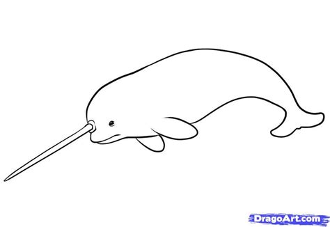 narwhal template bing images letter  pinterest   draw