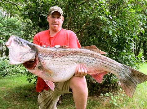 A View From The Beach World Record Striped Bass