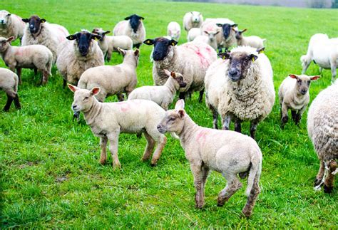 sheep farmers generating  returns  suckler farms  present agrilandie