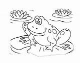 Frog Cycle Life Coloring Pages Getcolorings sketch template