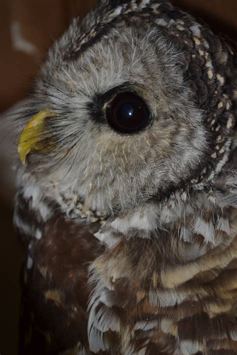 flight goshawk barred owl red tails broadwing nighthawk
