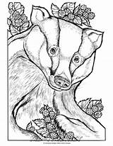 Badger Waldtiere Dover Ausmalbilder Hufflepuff Stamping Erwachsenen Erwachsene Craftgossip Malen Doverpublications sketch template