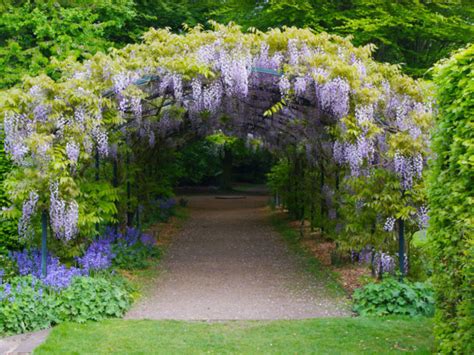 grow  care  wisteria world  flowering plants