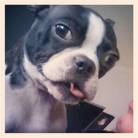boston terrier tongue too big for his little mouth