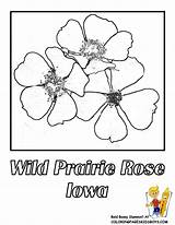 Coloring Iowa Flower State Pages Prairie Wild Rose Visit Flowers Printable Kids Drawings 23kb 792px sketch template
