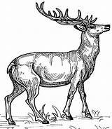 Coloring Pages Animals Wild Kids Colouring Print Elk sketch template