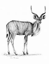 Kudu Wildlife sketch template