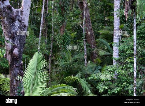 rainforest scenery stock photo alamy