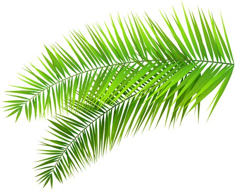 palm leaf transparent background clip art library