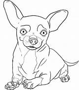 Chihuahua Chihuahuas Pintar Malvorlage Imagui Chiwawa Ausmalen Pugs Animali Teenagers Azcoloring sketch template